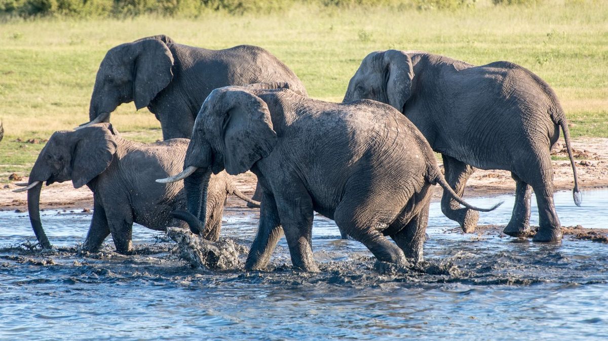 Slonů je příliš, zimbabwská vláda zvažuje jejich odstřel